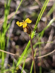 Xyris montana