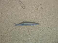 Hyporhamphus dussumieri