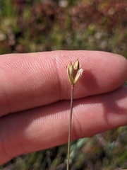 Juncus stygius