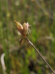 Juncus stygius