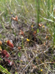 Juncus stygius