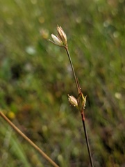 Juncus stygius