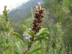 Psoralea spicata