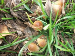 Agaricales