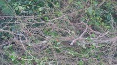 Cynanchum obtusifolium