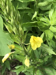Oenothera biennis