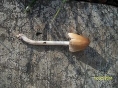 Agaricales