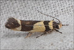 Macrobathra chrysotoxa