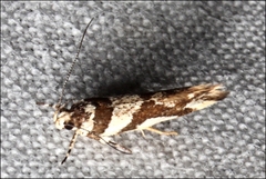 Macrobathra desmotoma