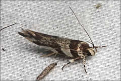 Macrobathra desmotoma