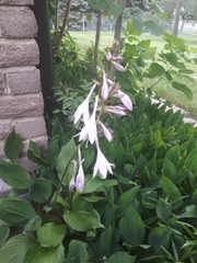 Hosta