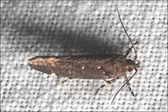 Macrobathra nephelomorpha