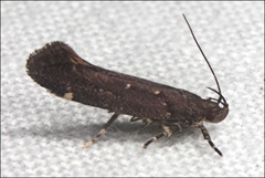 Macrobathra nephelomorpha