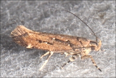 Macrobathra nephelomorpha
