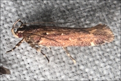 Macrobathra nephelomorpha