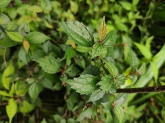 Oreocnide frutescens