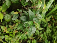 Oreocnide frutescens