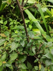 Oreocnide frutescens