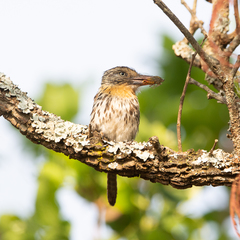 Nystalus maculatus striatipectus