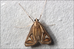 Strepsinoma foveata