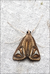 Strepsinoma foveata