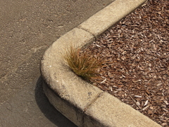 Carex buchananii