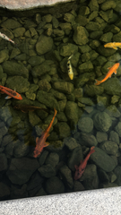 Cyprinus rubrofuscus