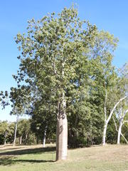 Adansonia gregorii