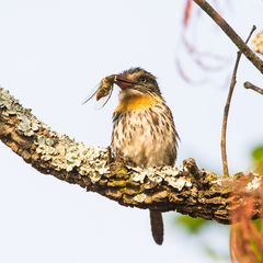 Nystalus maculatus striatipectus