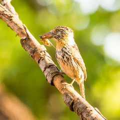 Nystalus maculatus striatipectus