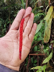 Anthurium gracile