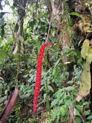 Anthurium gracile
