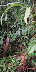 Anthurium gracile