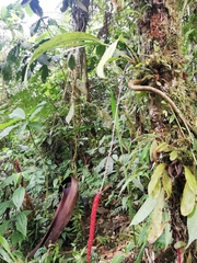 Anthurium gracile