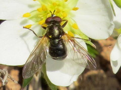 Blera nigra