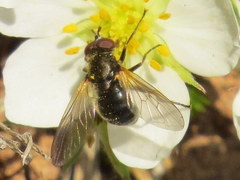 Blera nigra