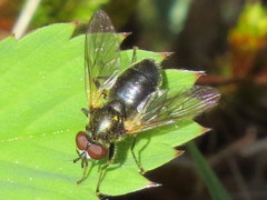 Blera nigra