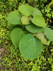Alchornea davidii