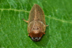 Paracercopis darjilingii