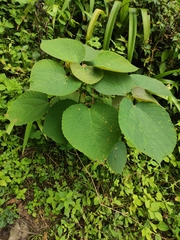 Alchornea davidii
