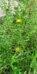 Grindelia squarrosa