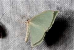 Chlorocoma melocrossa