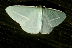 Chlorocoma stereota