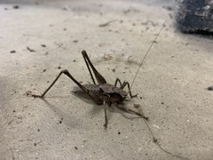 Atlanticus testaceus