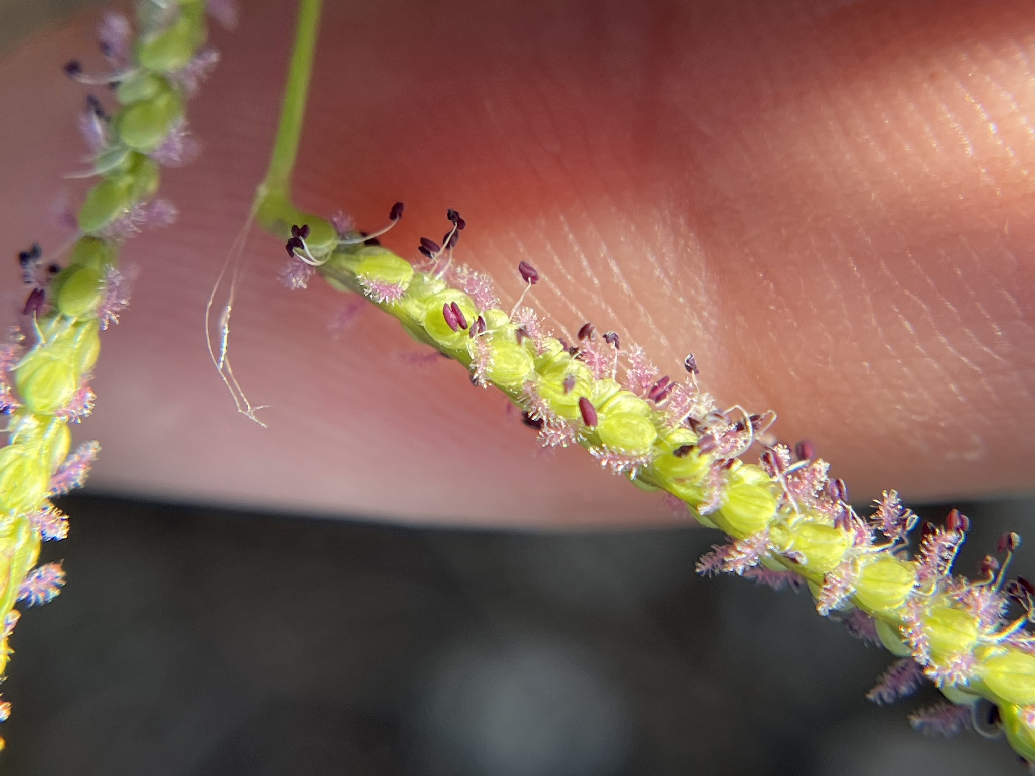 Paspalum caespitosum