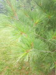 Pinus strobus