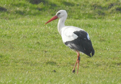 Ciconia ciconia