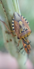 Carpocoris purpureipennis
