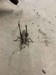 Atlanticus testaceus