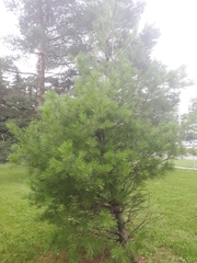 Pinus strobus